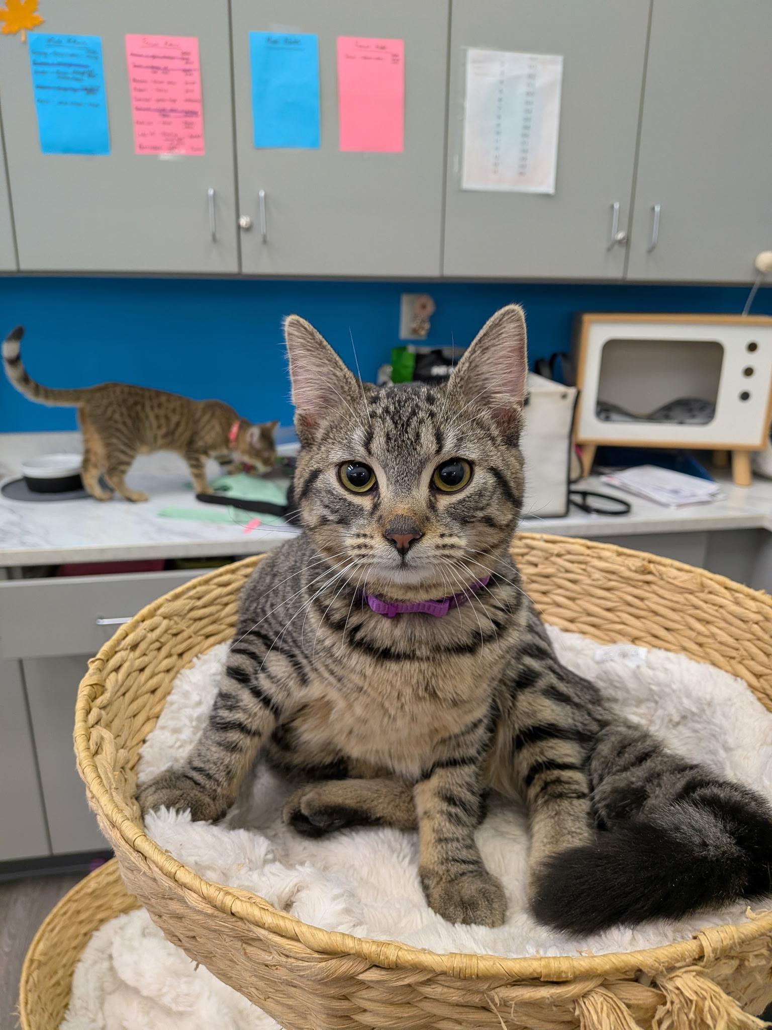 Enlarge Pattycake, a Adoptable Domestic Short Hair in Lewis Center, OH image 3/4
