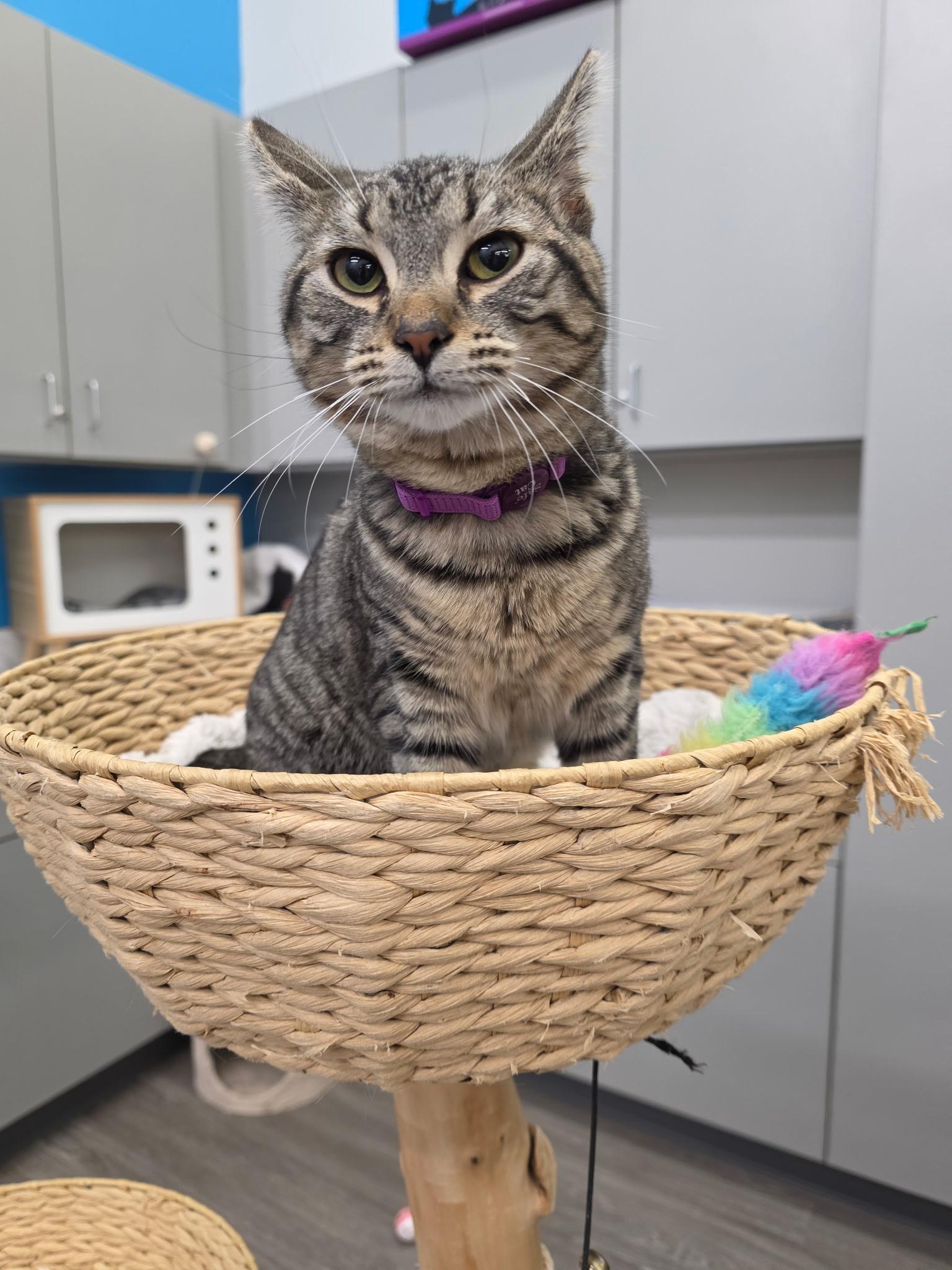 Enlarge Pattycake, a Adoptable Domestic Short Hair in Lewis Center, OH image 4/4