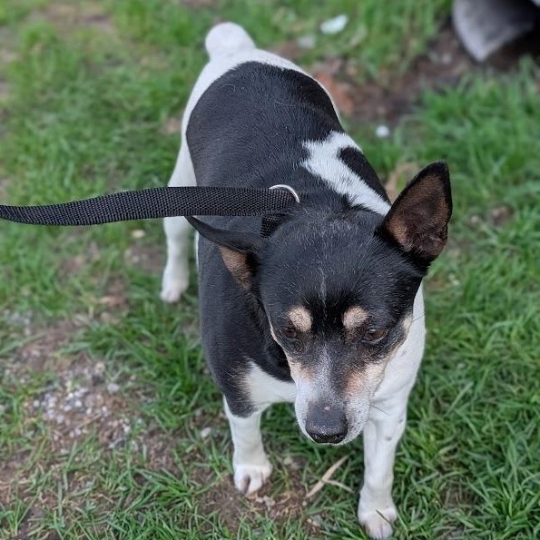 Enlarge Pepper, a ADOPTABLE Rat Terrier in Alma, MI image 2/3