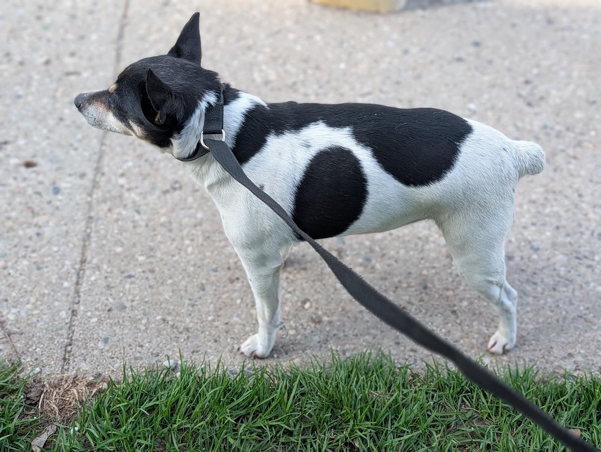 Enlarge Pepper, a ADOPTABLE Rat Terrier in Alma, MI image 3/3