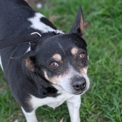 Enlarge Pepper, a ADOPTABLE Rat Terrier in Alma, MI image 1/3