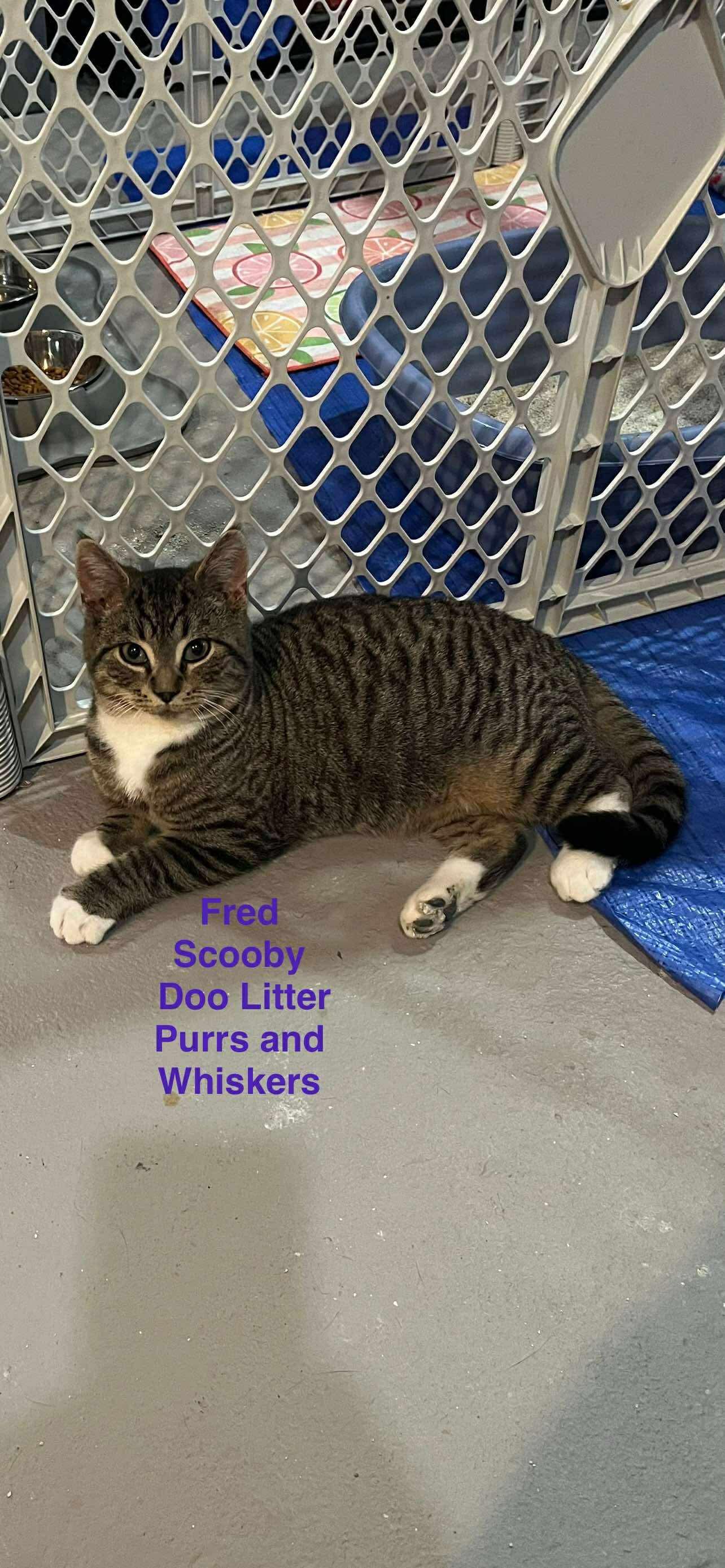 Fred, Adoptable, Kitten Male Domestic Short Hair.