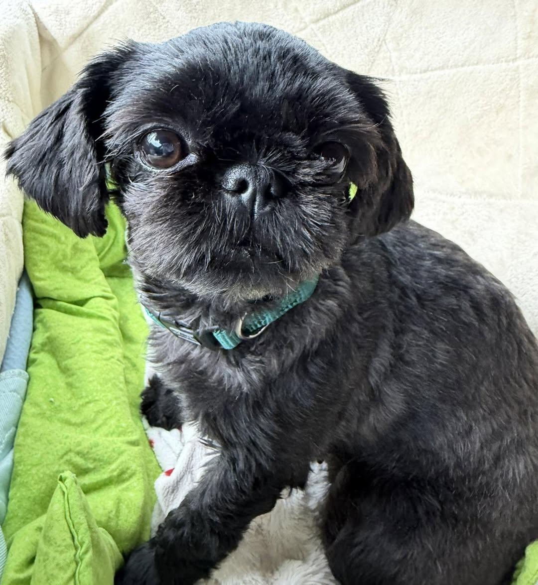 Izzy Miller, adopted, Young Female Shih Tzu.