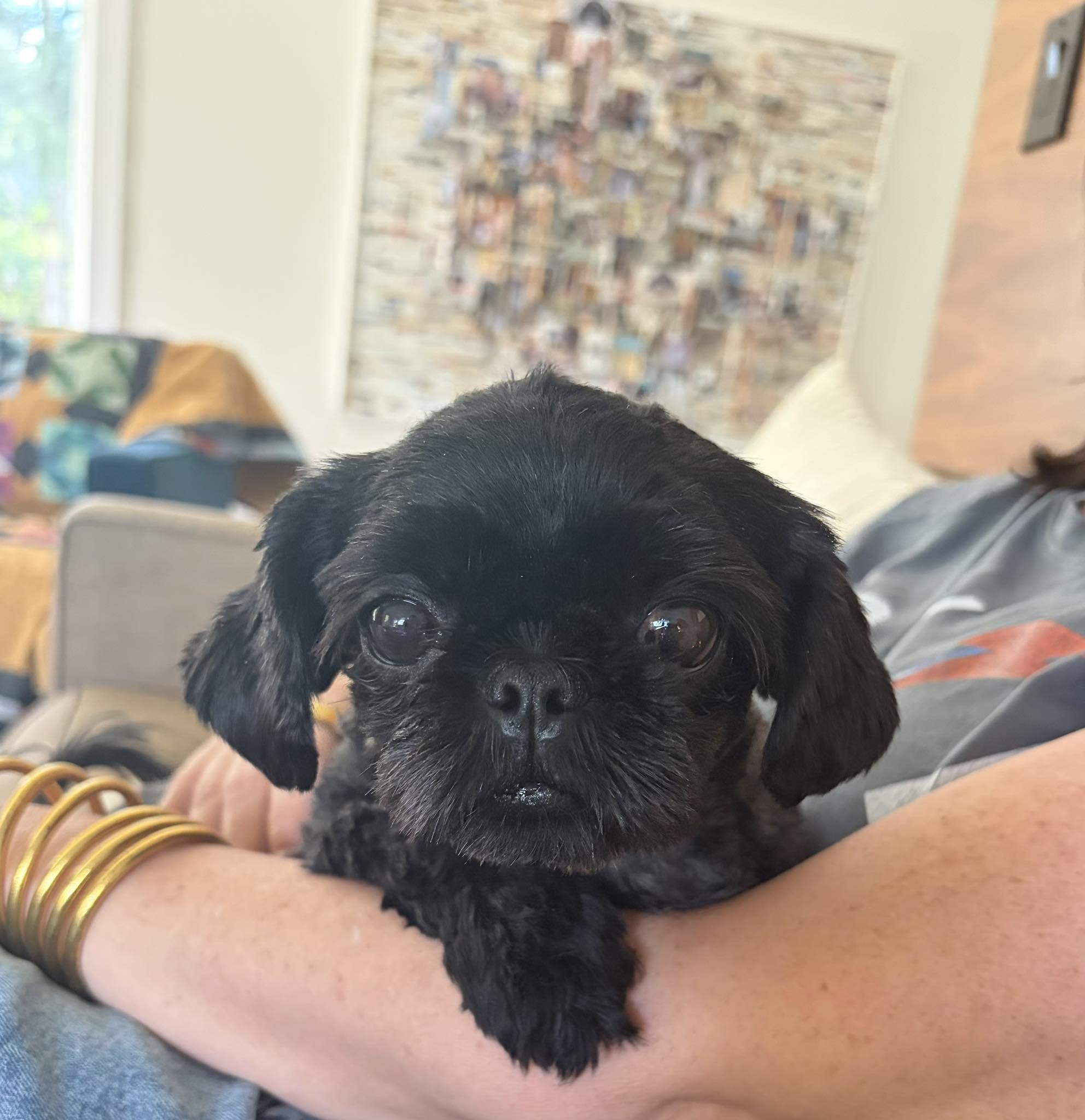 Enlarge Izzy Miller, an adopted Shih Tzu in Plano, TX image 4/4