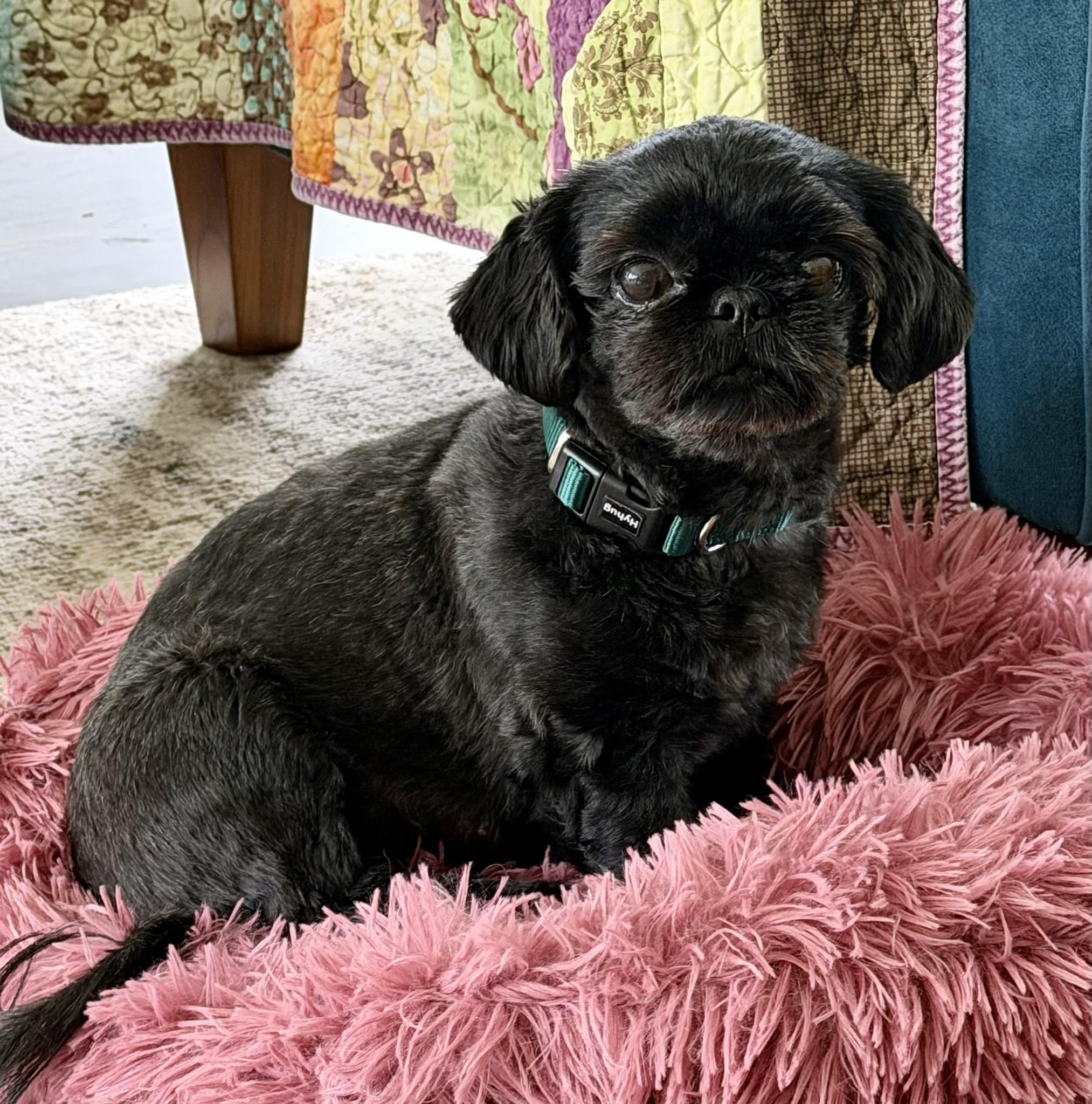 Enlarge Izzy Miller, an adopted Shih Tzu in Plano, TX image 2/4