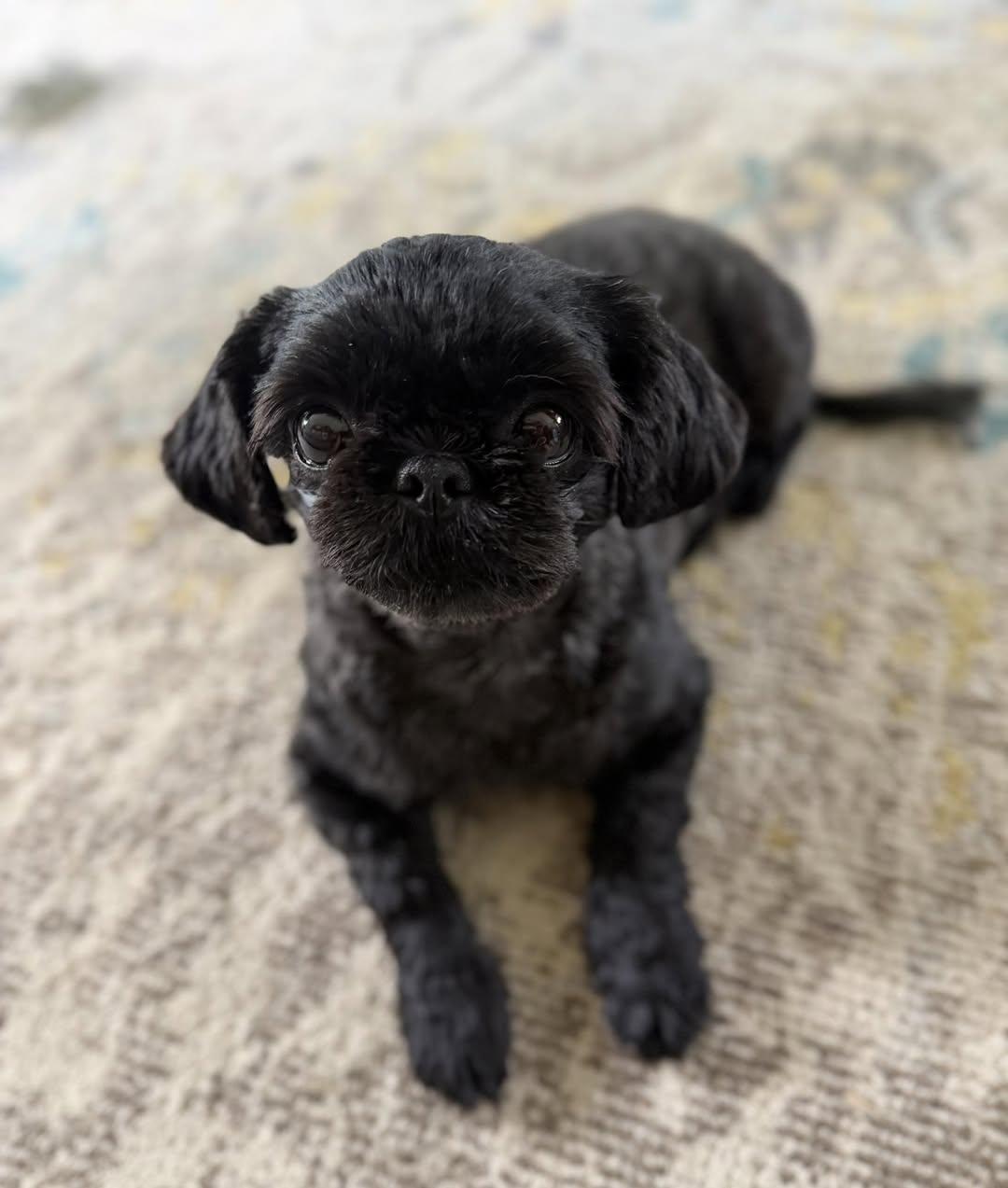 Enlarge Izzy Miller, an adopted Shih Tzu in Plano, TX image 3/4