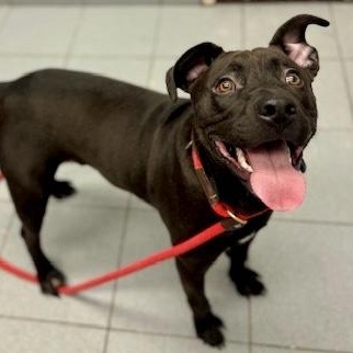 Gravy, a ADOPTABLE mixed breed in Buffalo, NY image 3/6