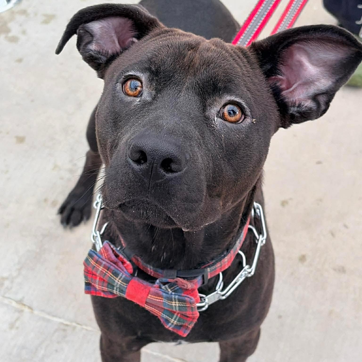 Enlarge Gravy, an adopted mixed breed in Buffalo, NY image 5/6