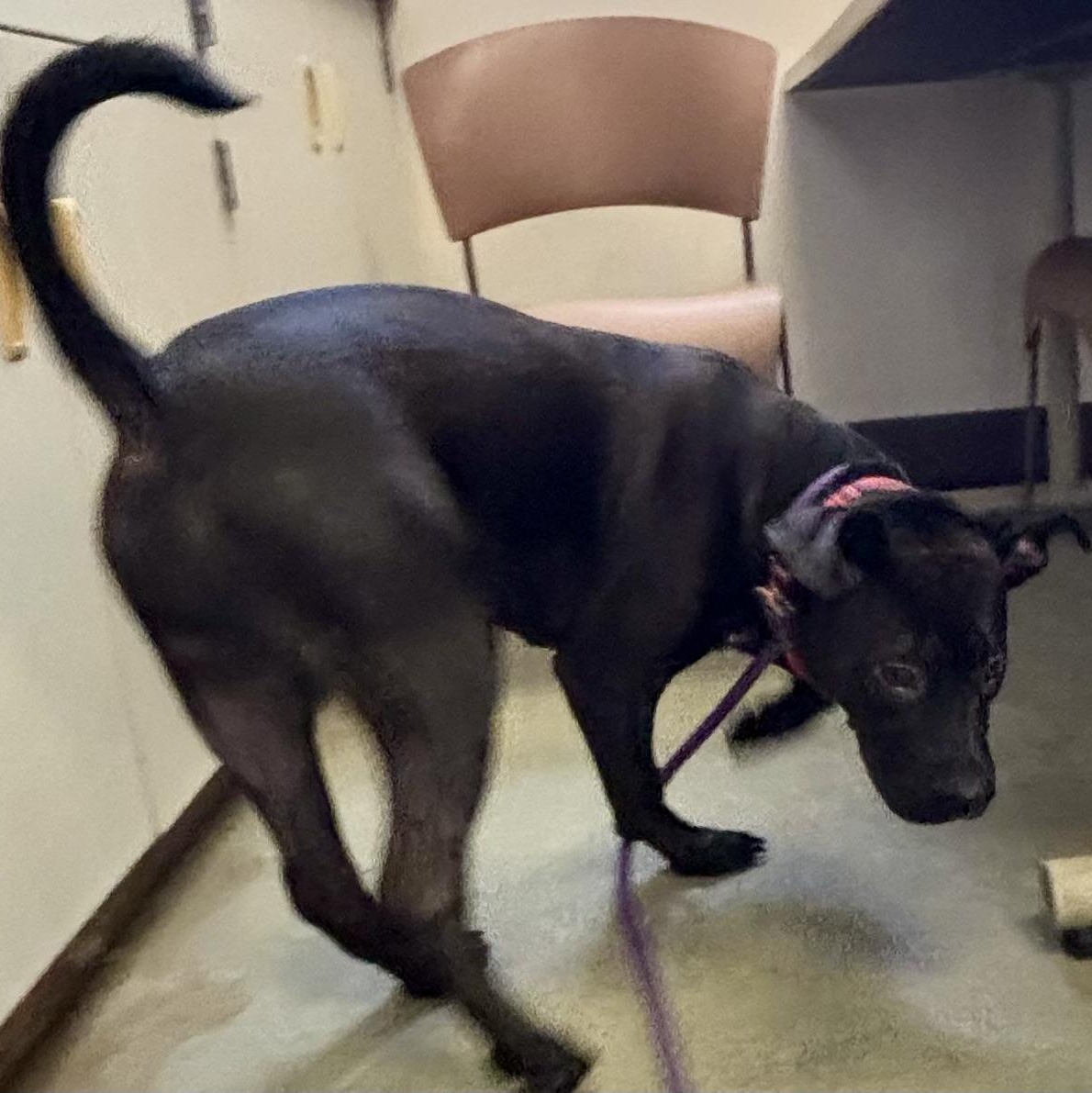 Gravy, a ADOPTABLE mixed breed in Buffalo, NY image 6/6