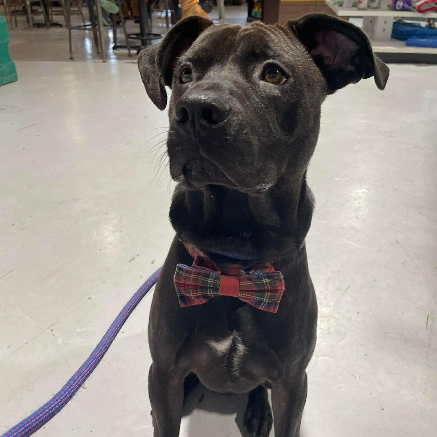 Enlarge Gravy, an adopted mixed breed in Buffalo, NY image 1/6