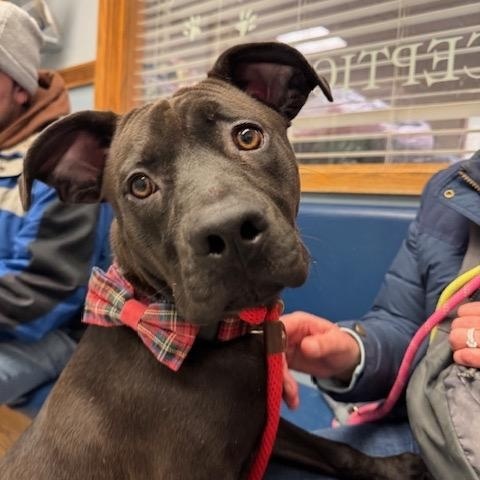 Gravy, ADOPTABLE, Young Male Pit Bull Terrier.