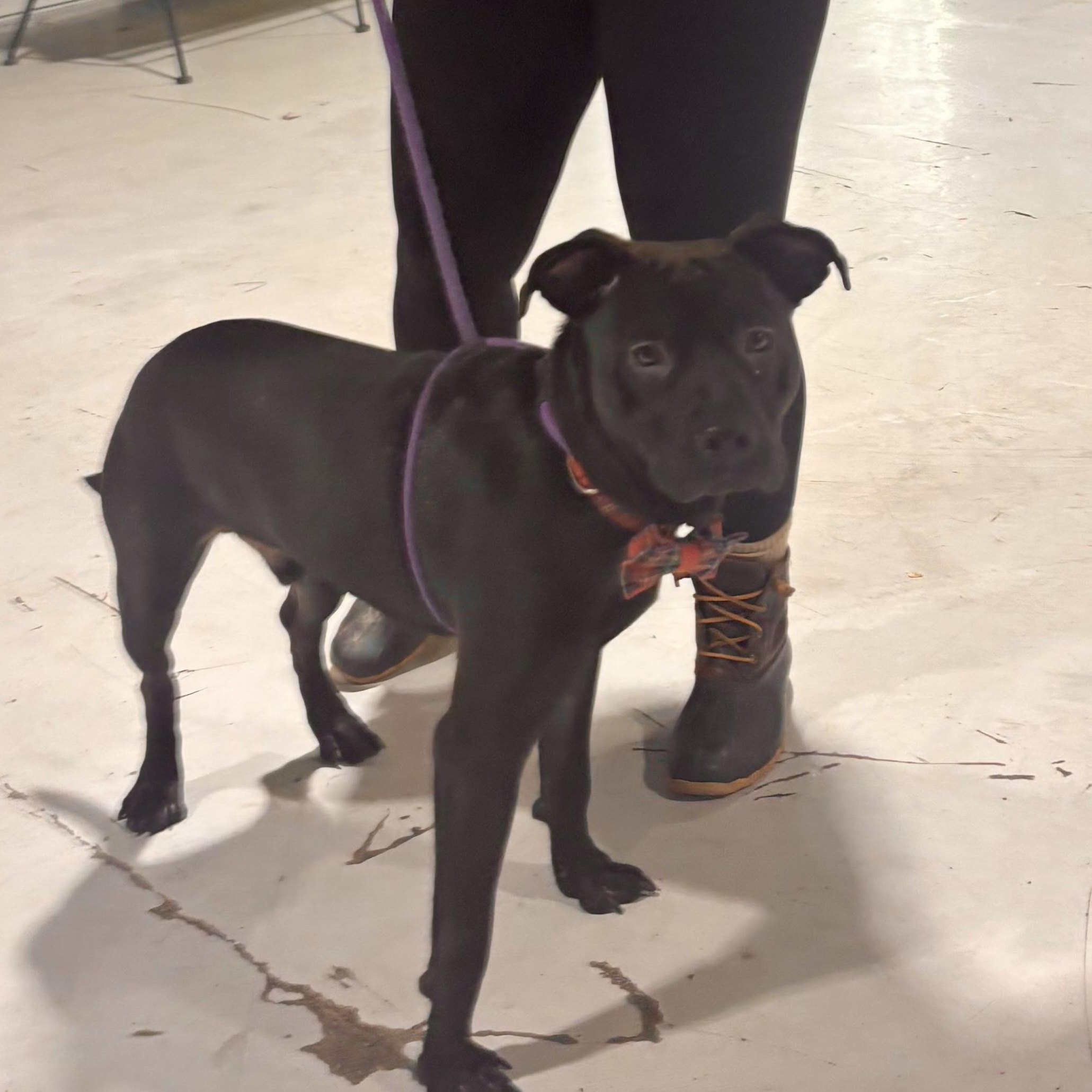 Enlarge Gravy, an adopted mixed breed in Buffalo, NY image 6/6