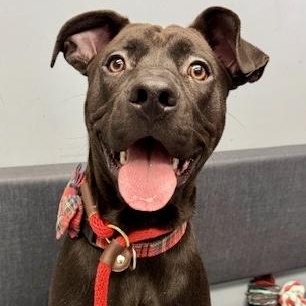 Gravy, a ADOPTABLE mixed breed in Buffalo, NY image 4/6