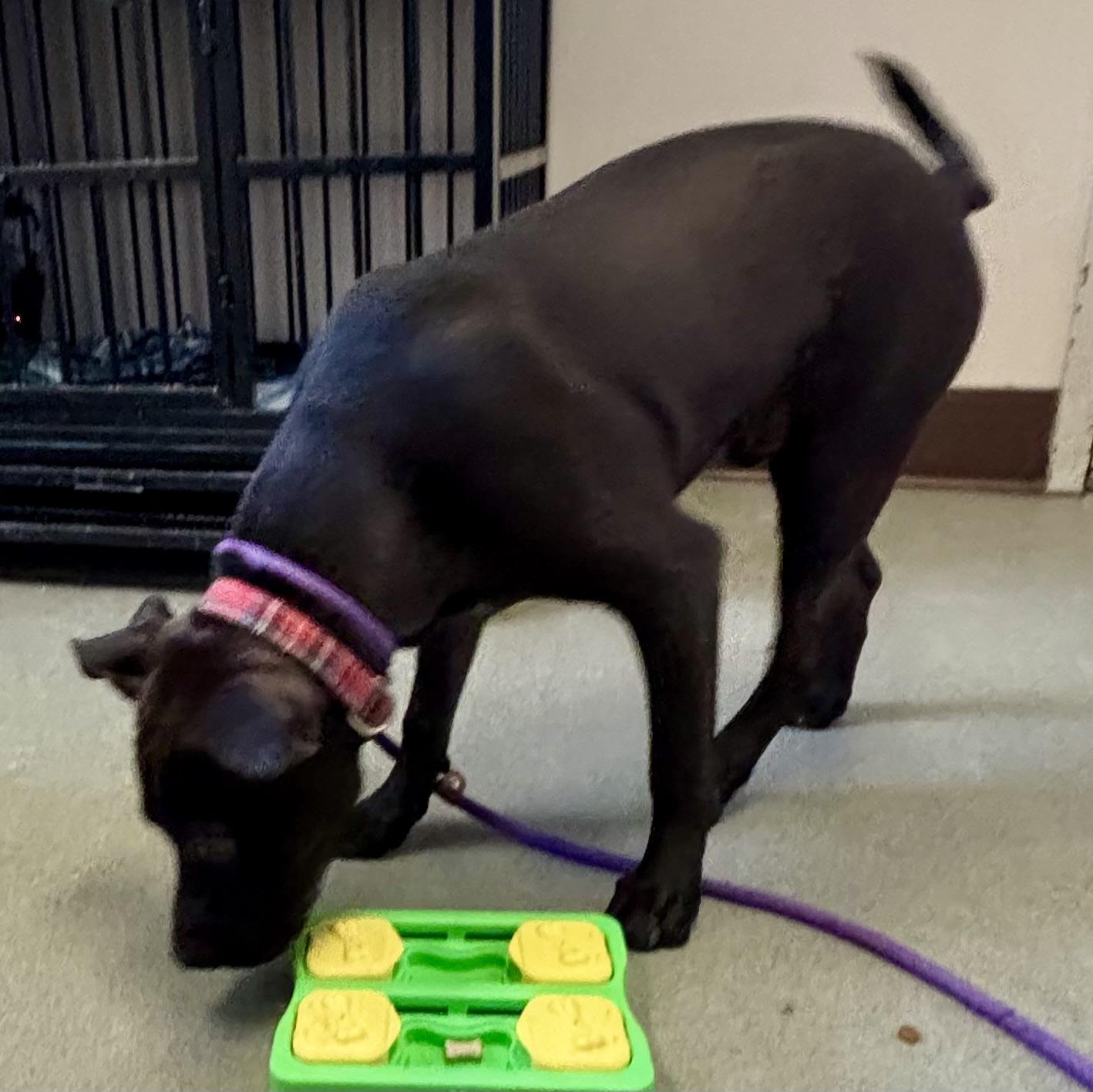 Gravy, a ADOPTABLE mixed breed in Buffalo, NY image 2/6