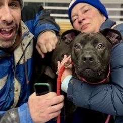 Gravy, a ADOPTABLE mixed breed in Buffalo, NY image 5/6