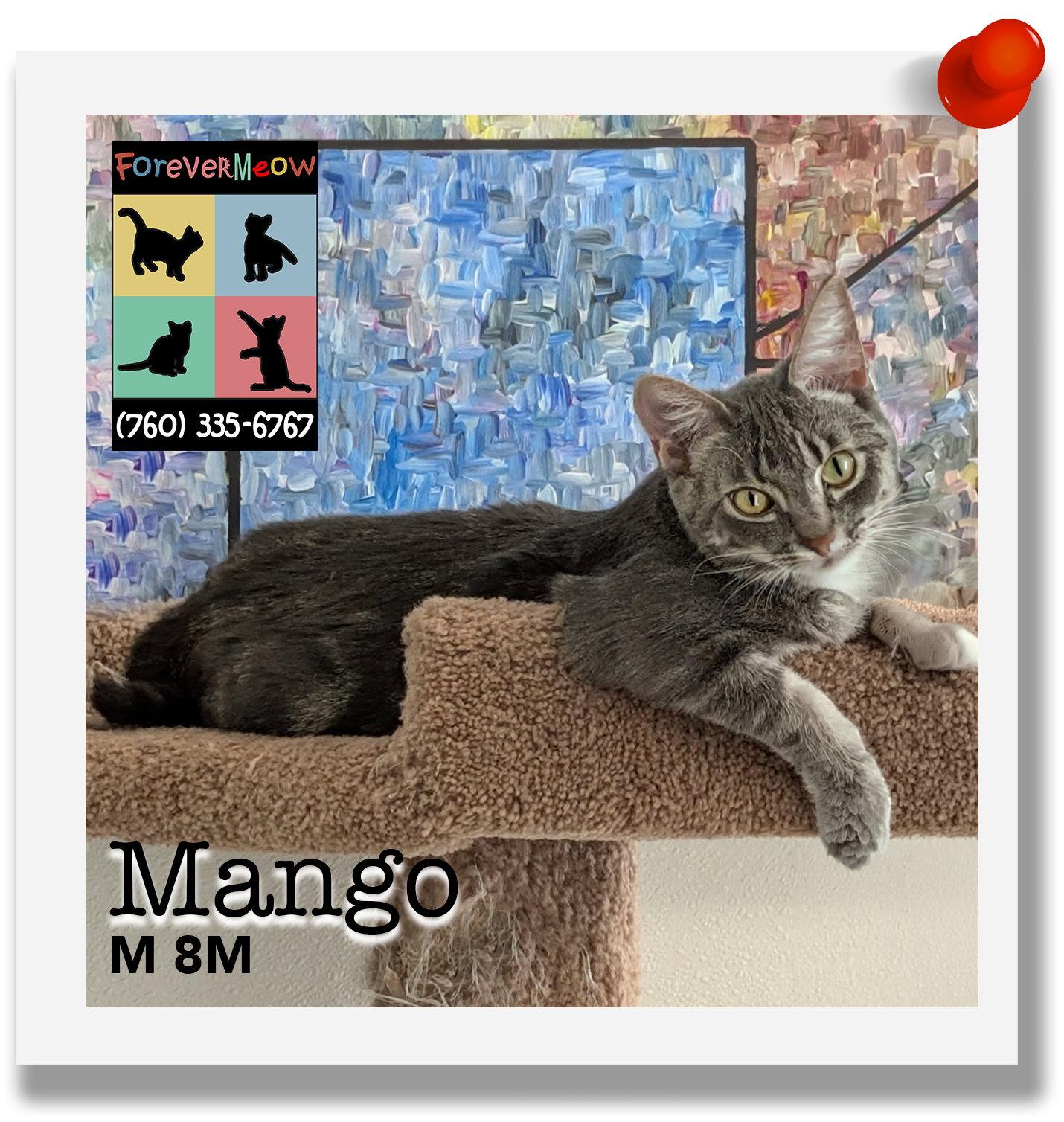 Mango, Adoptable, Young Male Domestic Short Hair & Tabby.