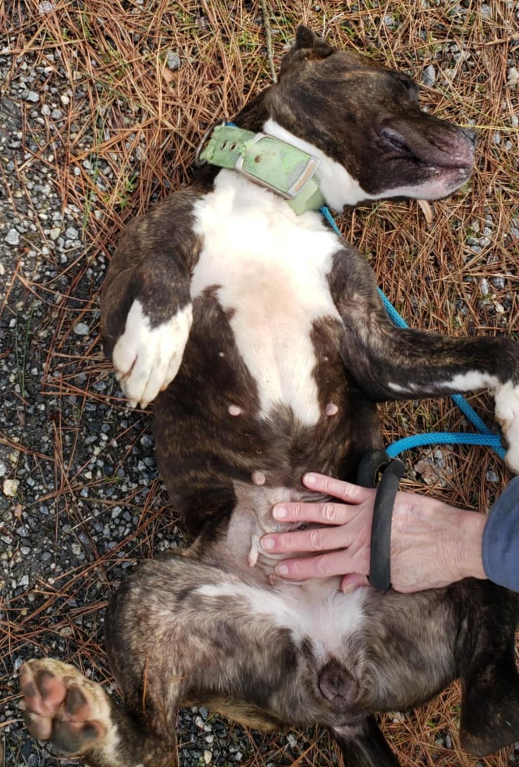 Enlarge MILLIE, a Adoptable American Staffordshire Terrier in Tappahannock, VA image 2/4