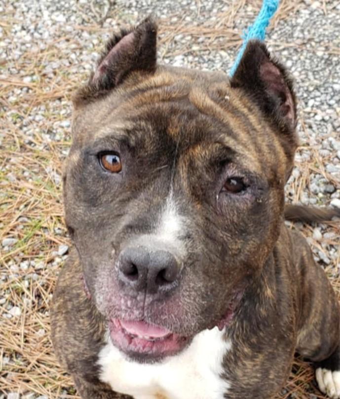 Enlarge MILLIE, a Adoptable American Staffordshire Terrier in Tappahannock, VA image 1/4