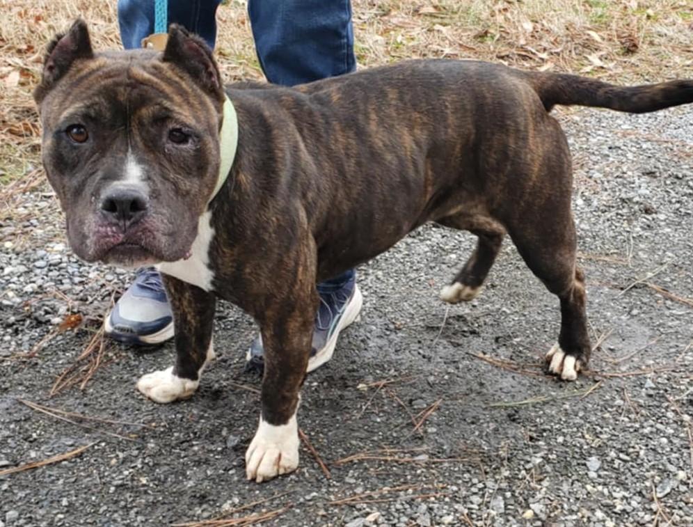 Enlarge MILLIE, a Adoptable American Staffordshire Terrier in Tappahannock, VA image 4/4