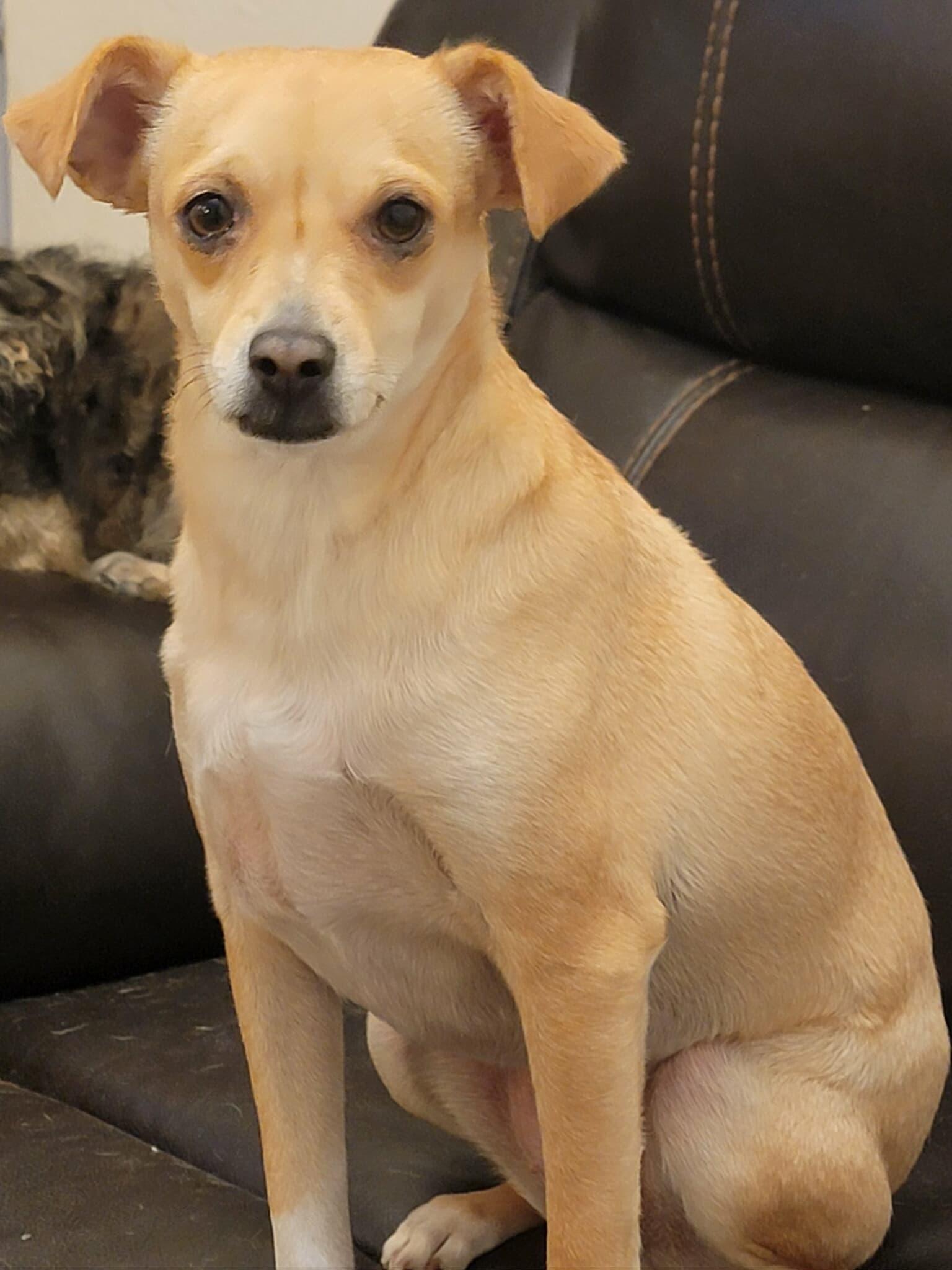 Pretty, a Adoptable Chihuahua in Visalia, CA image 2/3