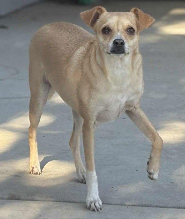 Pretty, a Adoptable Chihuahua in Visalia, CA image 3/3