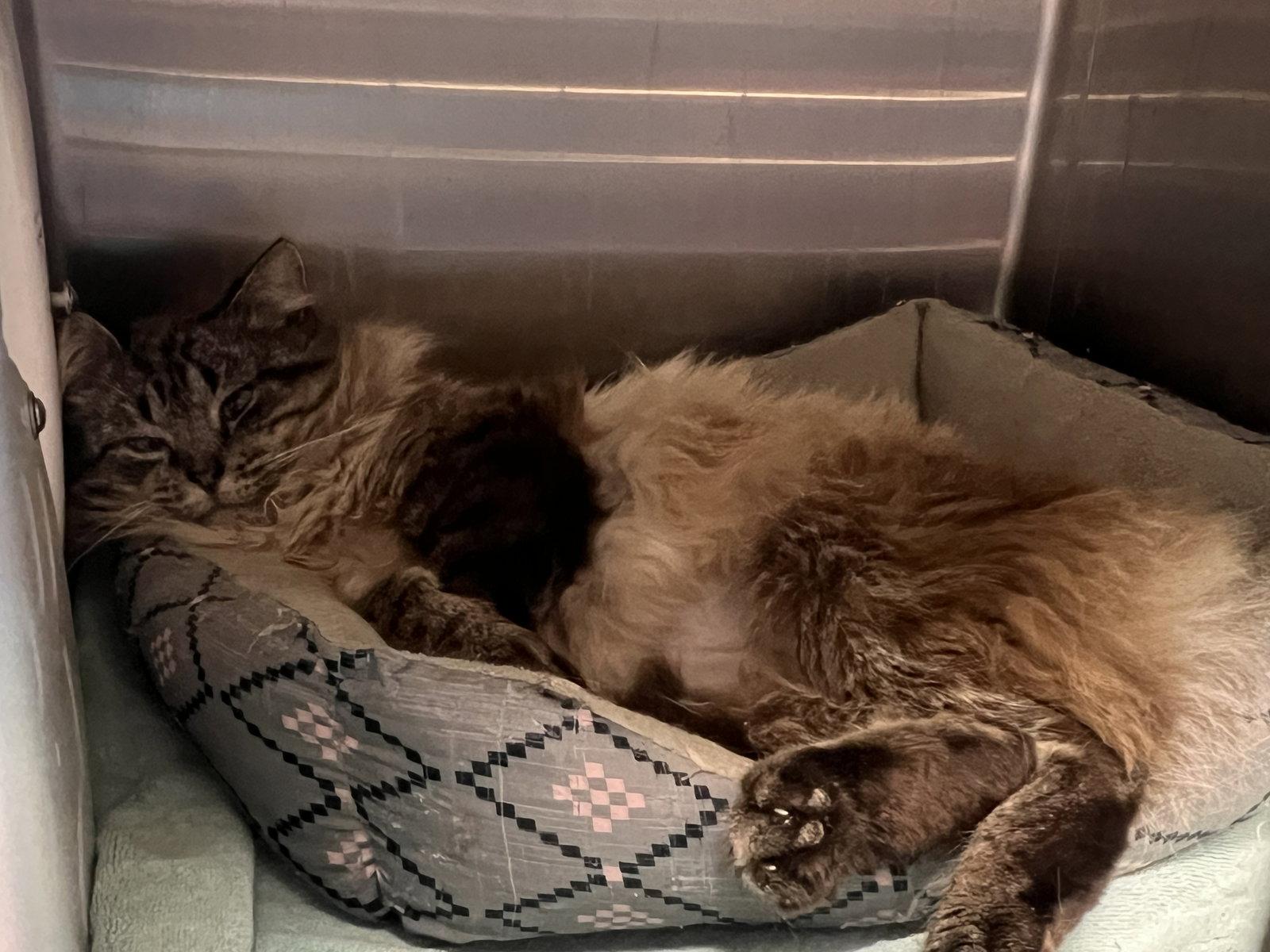 Callahan, Adoptable, Senior Male Siamese & Domestic Long Hair.