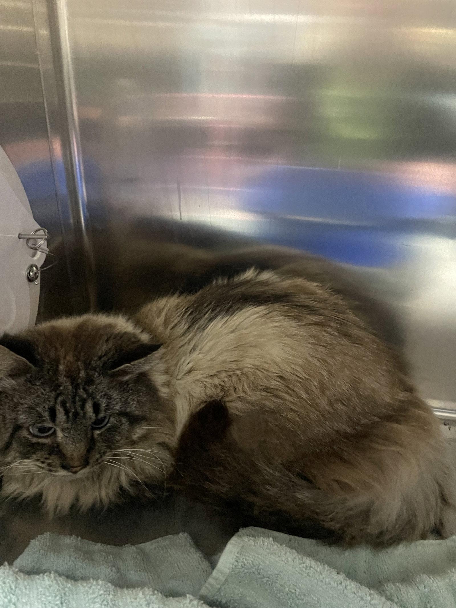 Enlarge Callahan, a Adoptable mixed breed in Georgetown, KY image 2/2