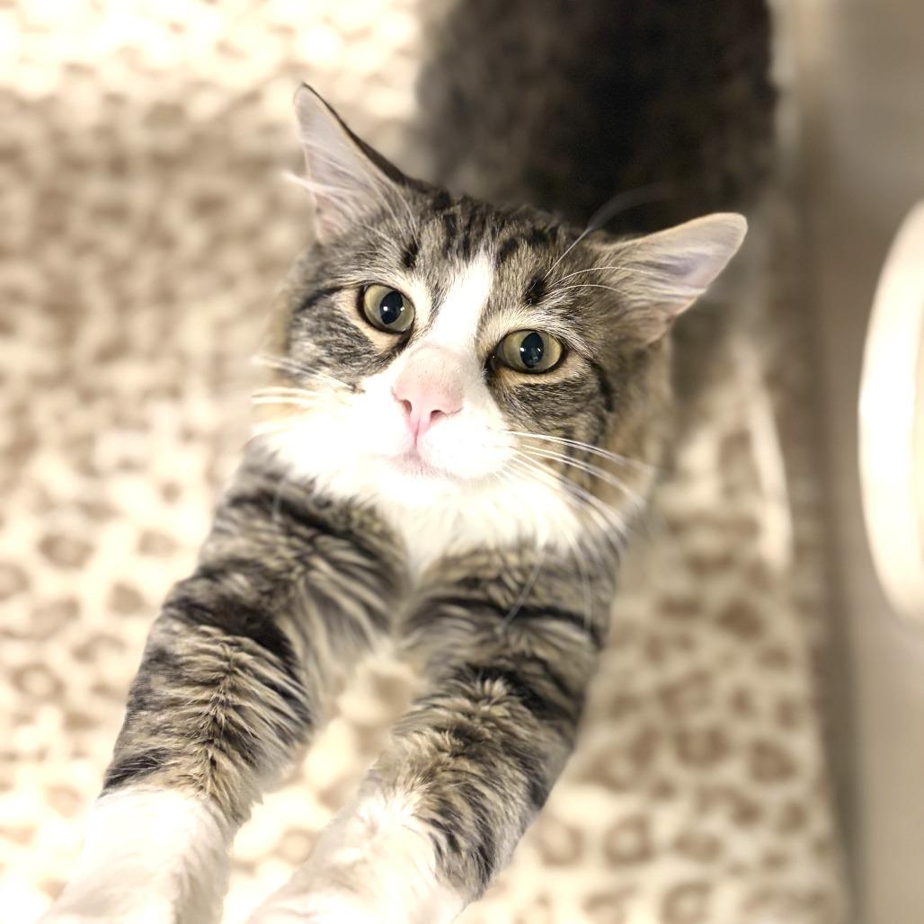 Tyco, a Adoptable Domestic Medium Hair in Rifle, CO image 1/5