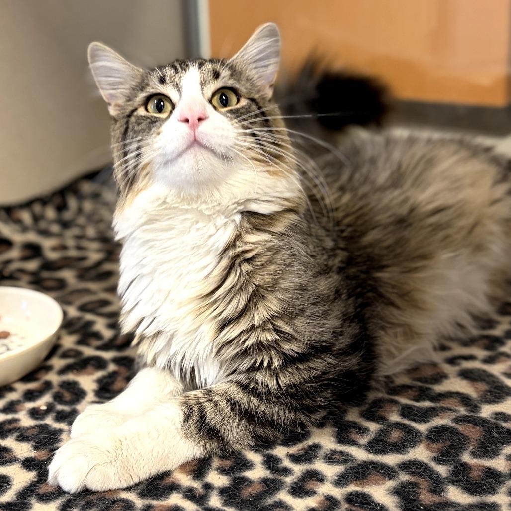 Tyco, a Adoptable Domestic Medium Hair in Rifle, CO image 2/5