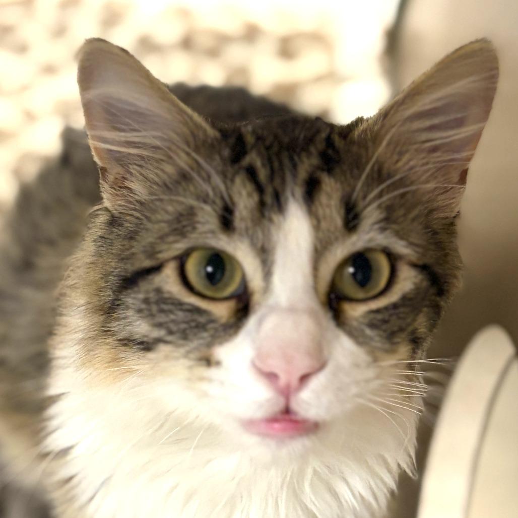 Tyco, a Adoptable Domestic Medium Hair in Rifle, CO image 3/5