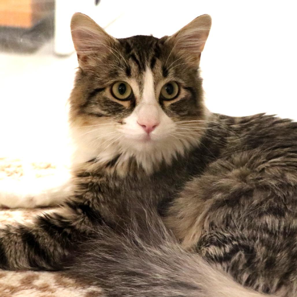 Tyco, a Adoptable Domestic Medium Hair in Rifle, CO image 4/5
