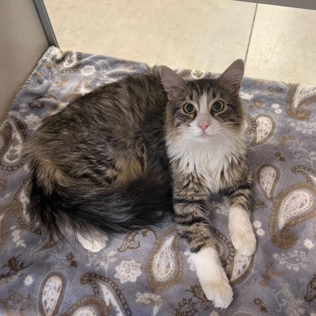 Tyco, a Adoptable Domestic Medium Hair in Rifle, CO image 5/5