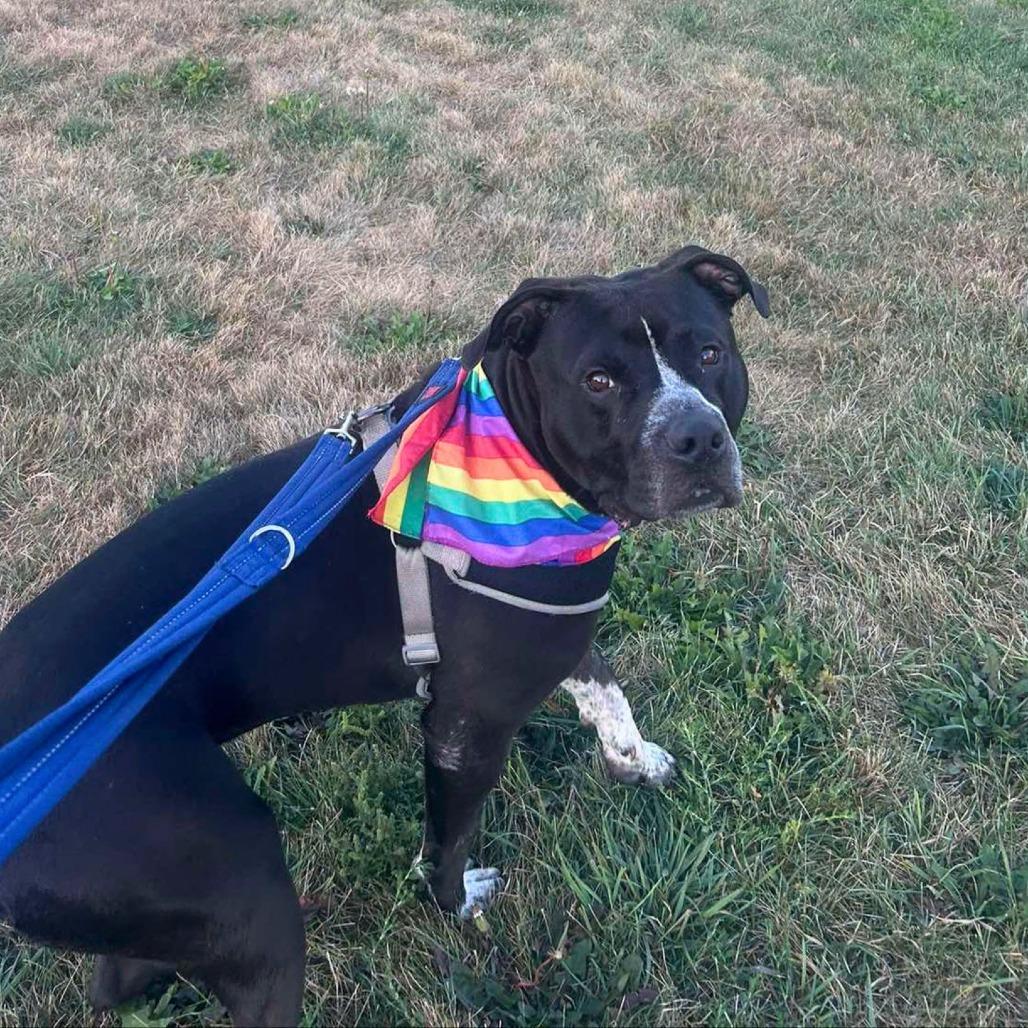 Enlarge MJ, a Adoptable Mixed Breed in South Portland, ME image 1/5