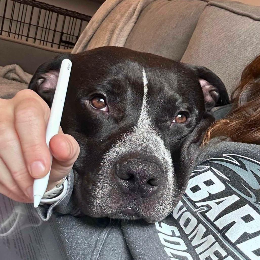 Enlarge MJ, a Adoptable Mixed Breed in South Portland, ME image 2/5