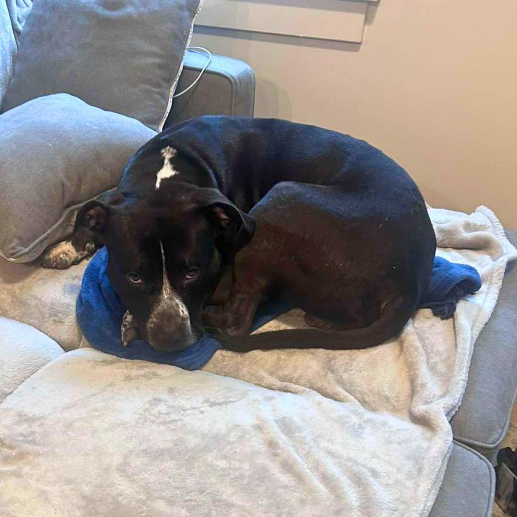 Enlarge MJ, a Adoptable Mixed Breed in South Portland, ME image 4/5