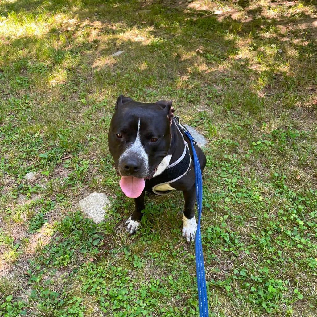 Enlarge MJ, a Adoptable Mixed Breed in South Portland, ME image 5/5