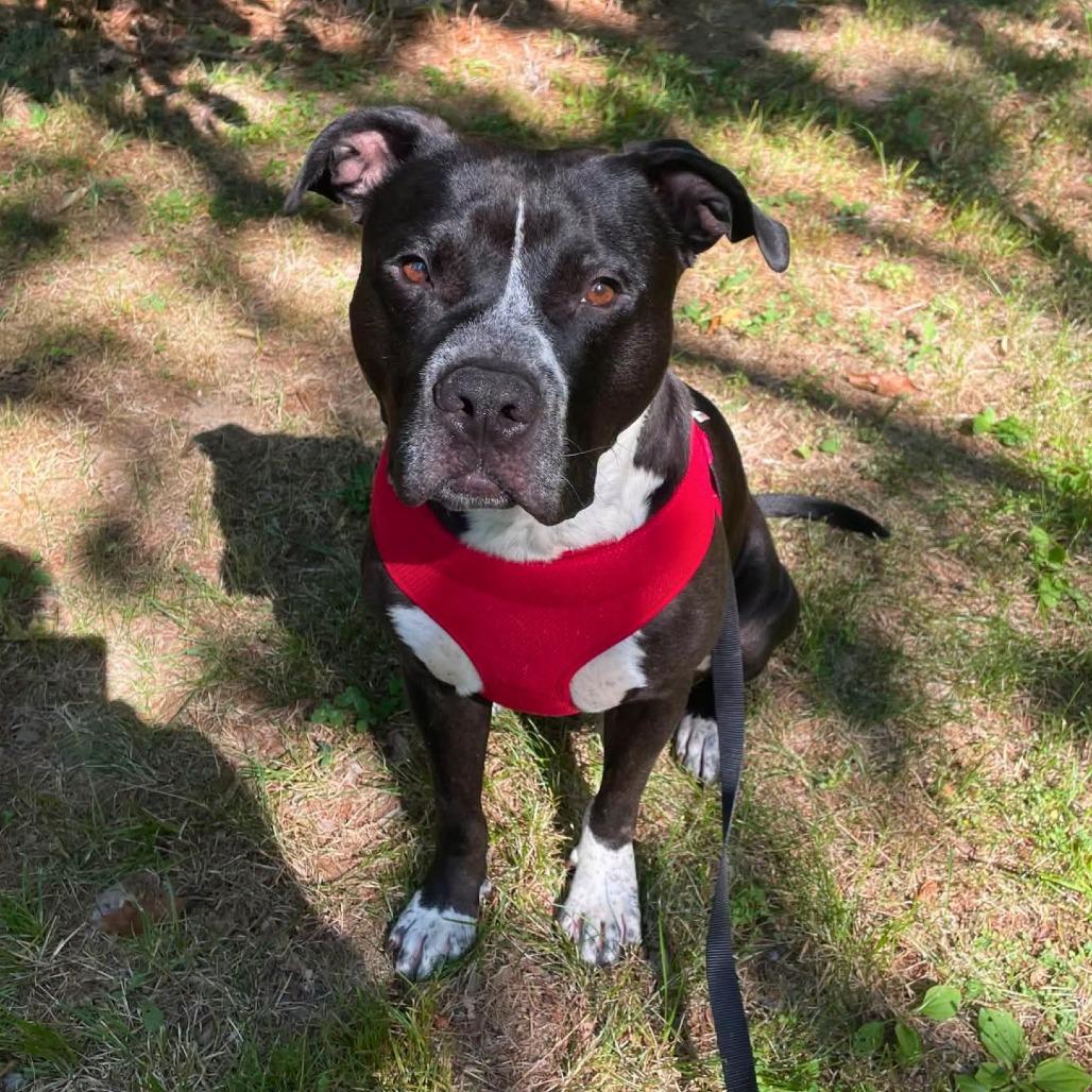 Enlarge MJ, a Adoptable Mixed Breed in South Portland, ME image 5/5