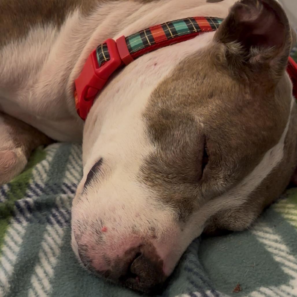 Enlarge Luna, a Adoptable Mixed Breed in Batavia, OH image 1/6