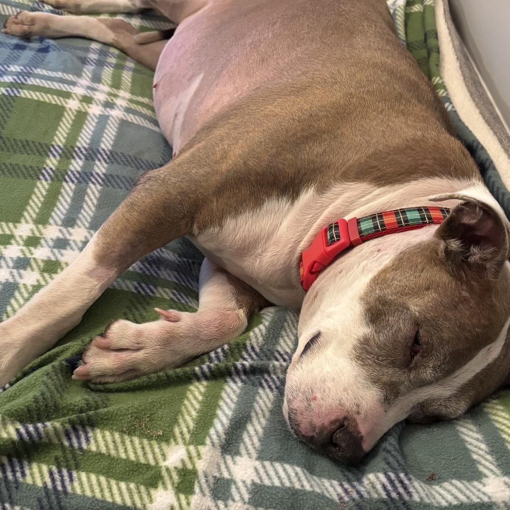 Enlarge Luna, a Adoptable Mixed Breed in Batavia, OH image 2/6