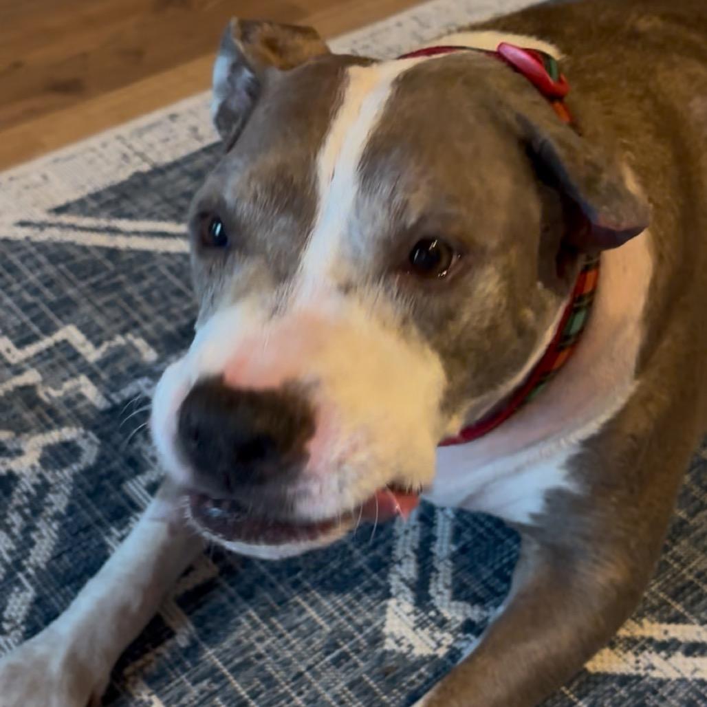 Enlarge Luna, a Adoptable Mixed Breed in Batavia, OH image 3/6