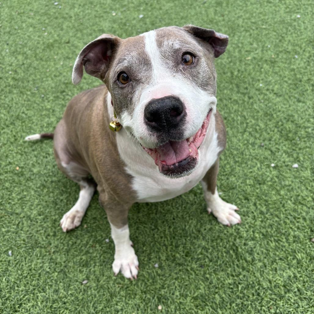 Enlarge Luna, a Adoptable Mixed Breed in Batavia, OH image 5/6