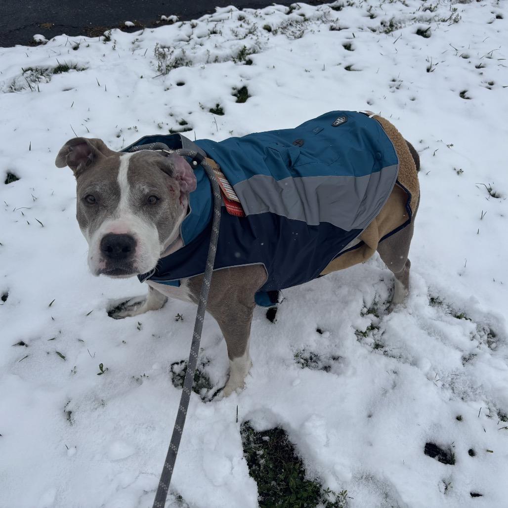 Luna, Adoptable, Senior Female Mixed Breed.