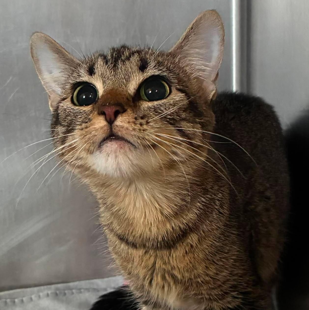 Suzuki, ADOPTABLE, Kitten Female Domestic Short Hair & Tabby.