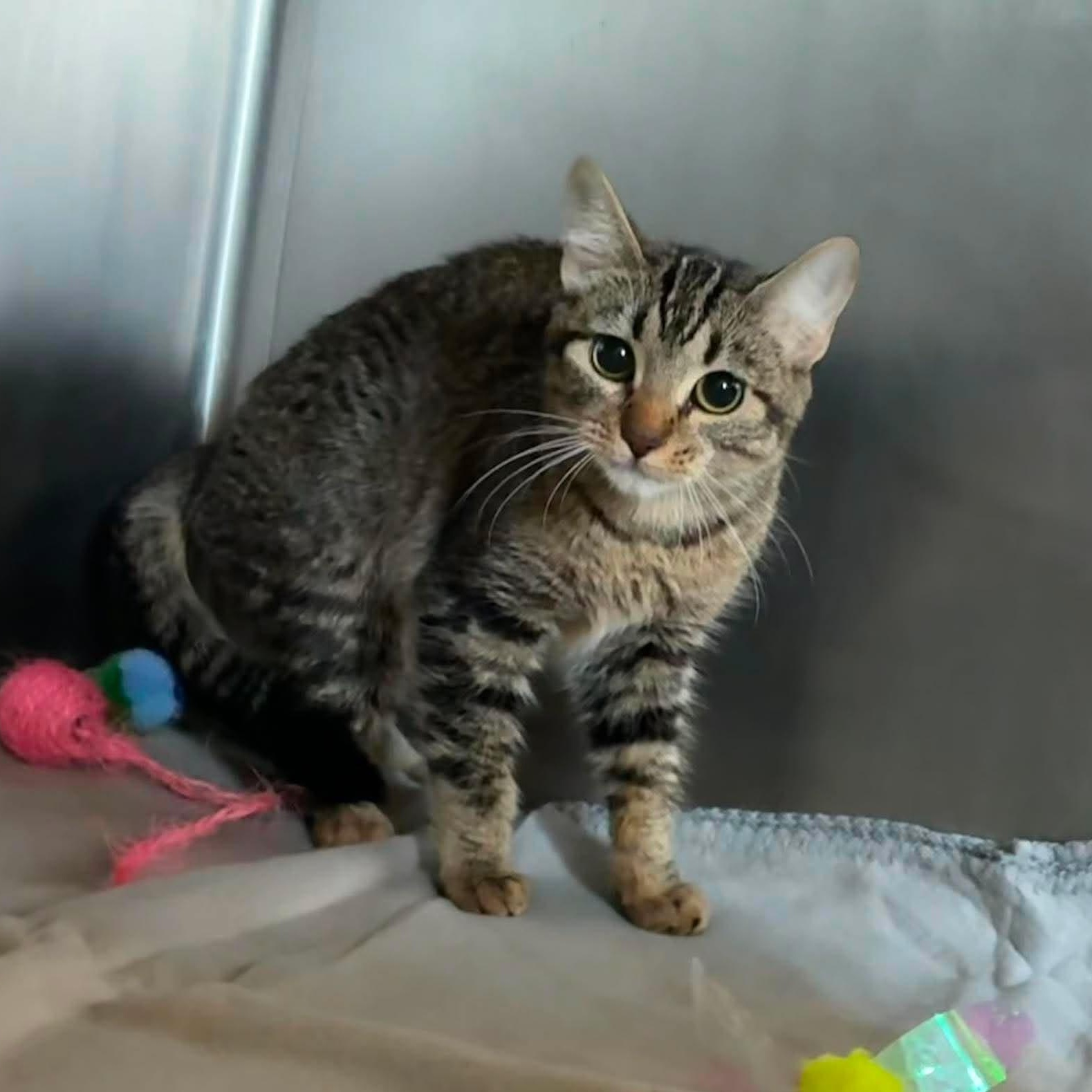 Enlarge Suzuki, a ADOPTABLE mixed breed in Petersburg, IL image 2/6