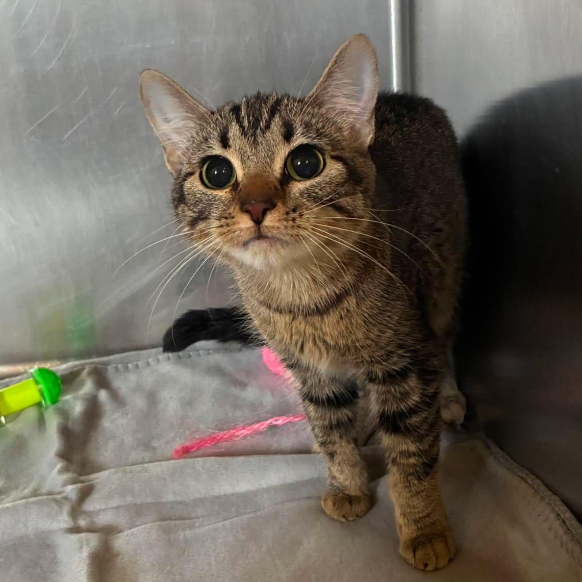 Enlarge Suzuki, a ADOPTABLE mixed breed in Petersburg, IL image 5/6