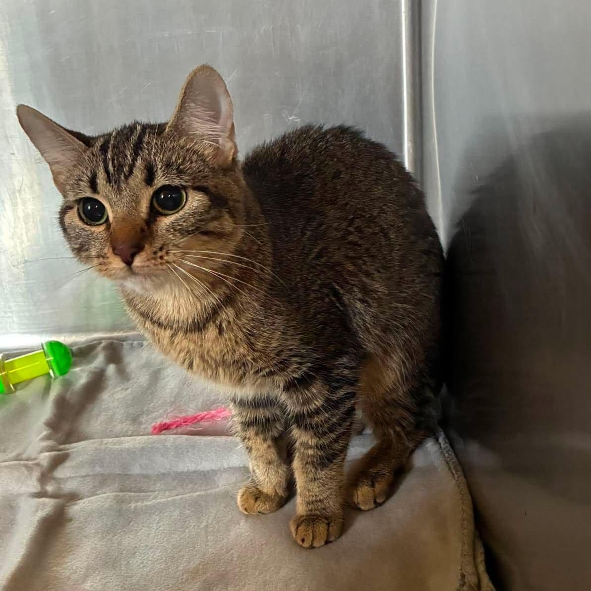 Enlarge Suzuki, a ADOPTABLE mixed breed in Petersburg, IL image 4/6