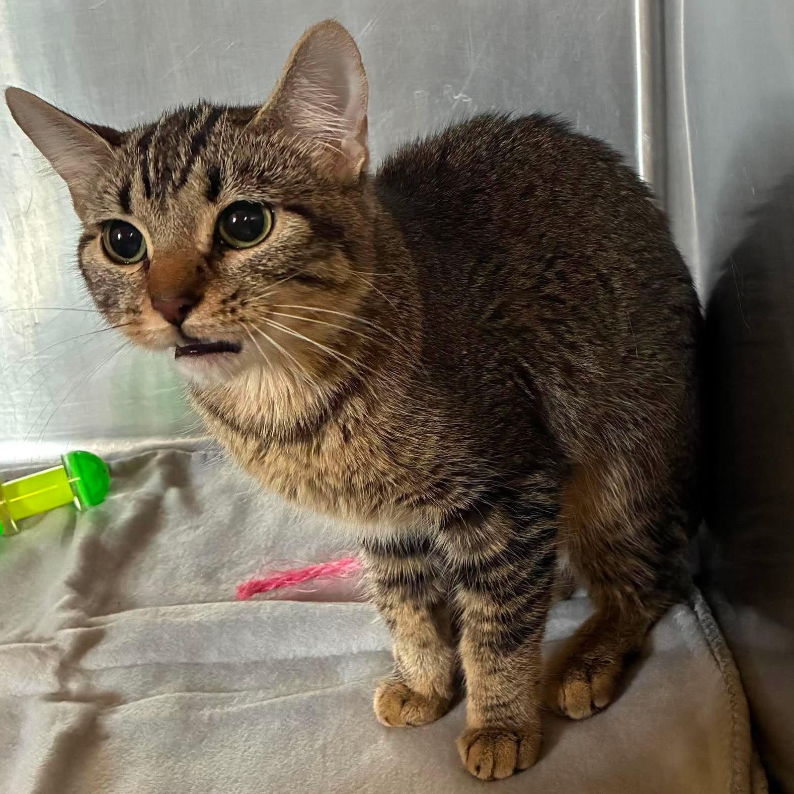 Enlarge Suzuki, a ADOPTABLE mixed breed in Petersburg, IL image 3/6