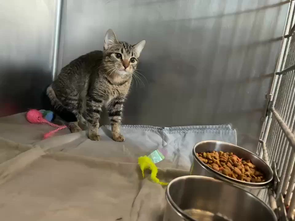 Enlarge Suzuki, a ADOPTABLE mixed breed in Petersburg, IL video 6/6