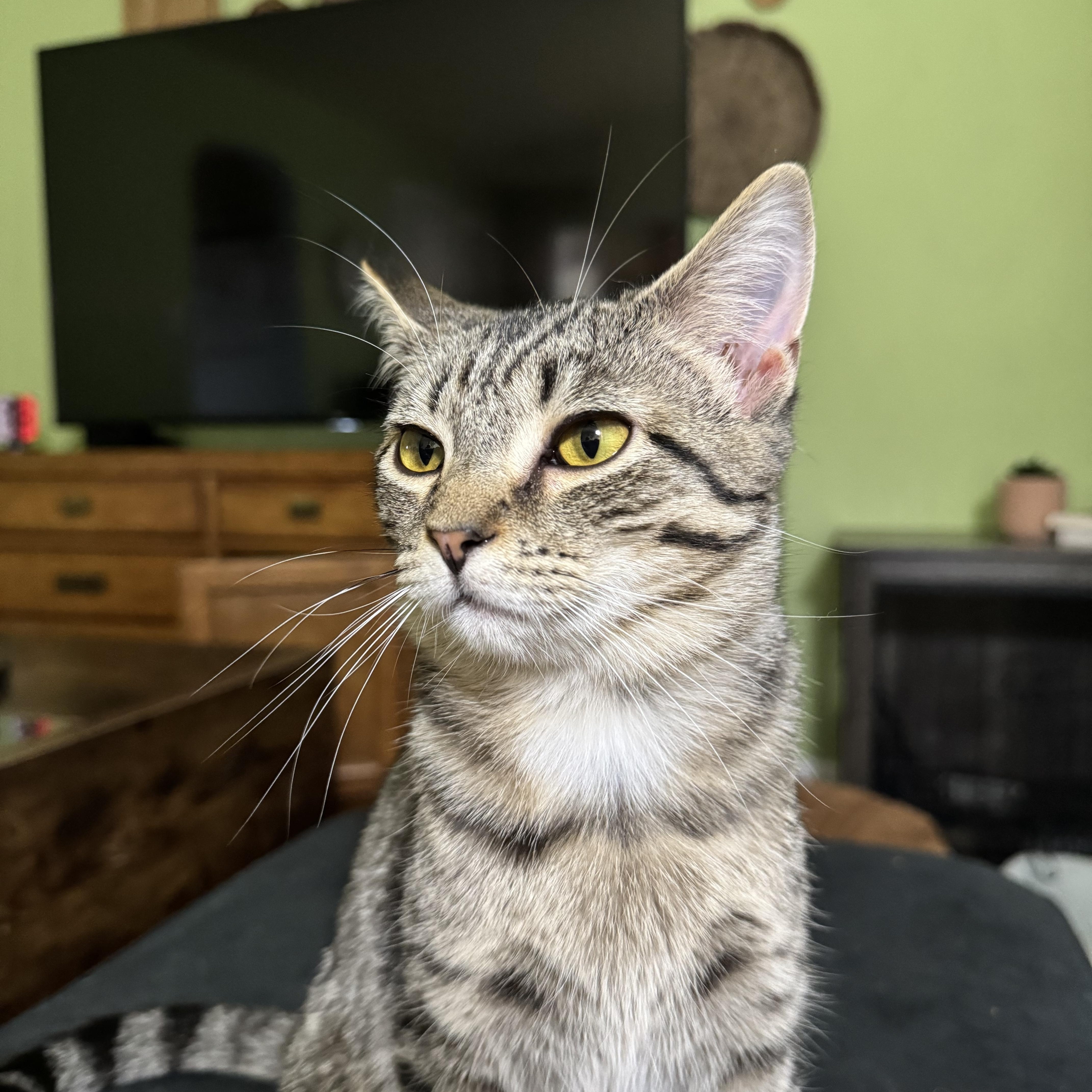 Enlarge Paige, a Adoptable mixed breed in Campbellsville, KY image 3/3