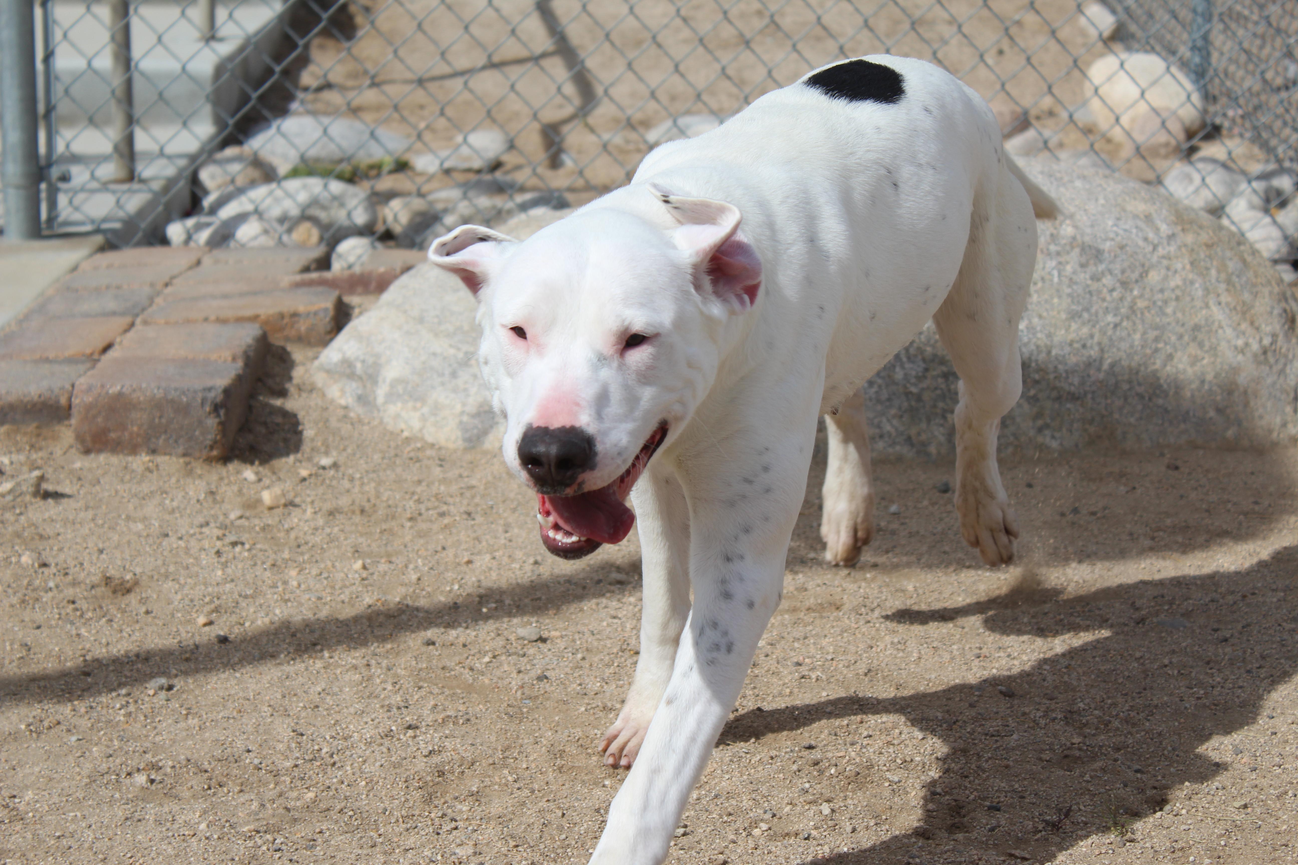 Enlarge Spot, a ADOPTABLE mixed breed in Yucca Valley, CA image 3/6
